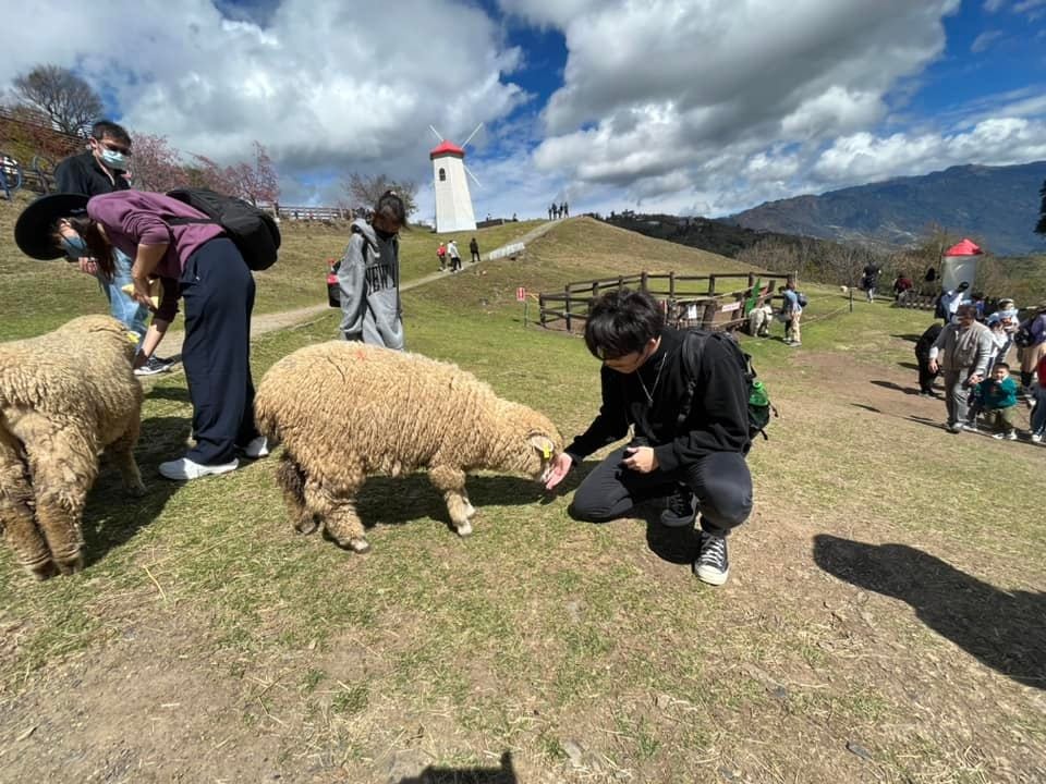 清境農場綿羊秀，青青草原開心的羊咩咩餵食互動， 還有可愛的羊咩咩脫光秀～ @捲捲頭 ♡ 品味生活