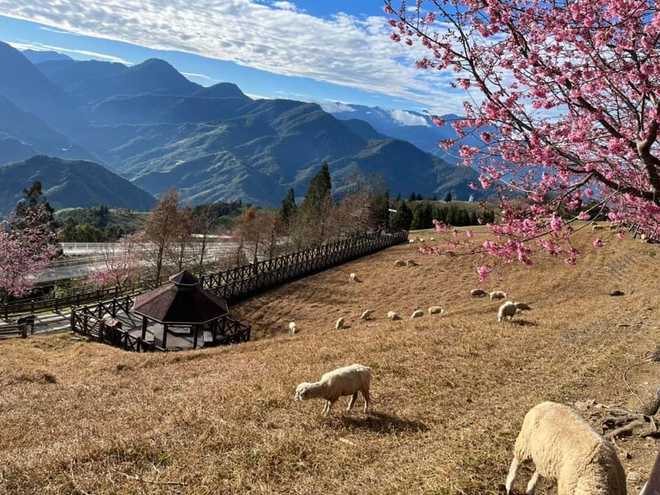 清境農場綿羊秀，青青草原開心的羊咩咩餵食互動， 還有可愛的羊咩咩脫光秀～ @捲捲頭 ♡ 品味生活