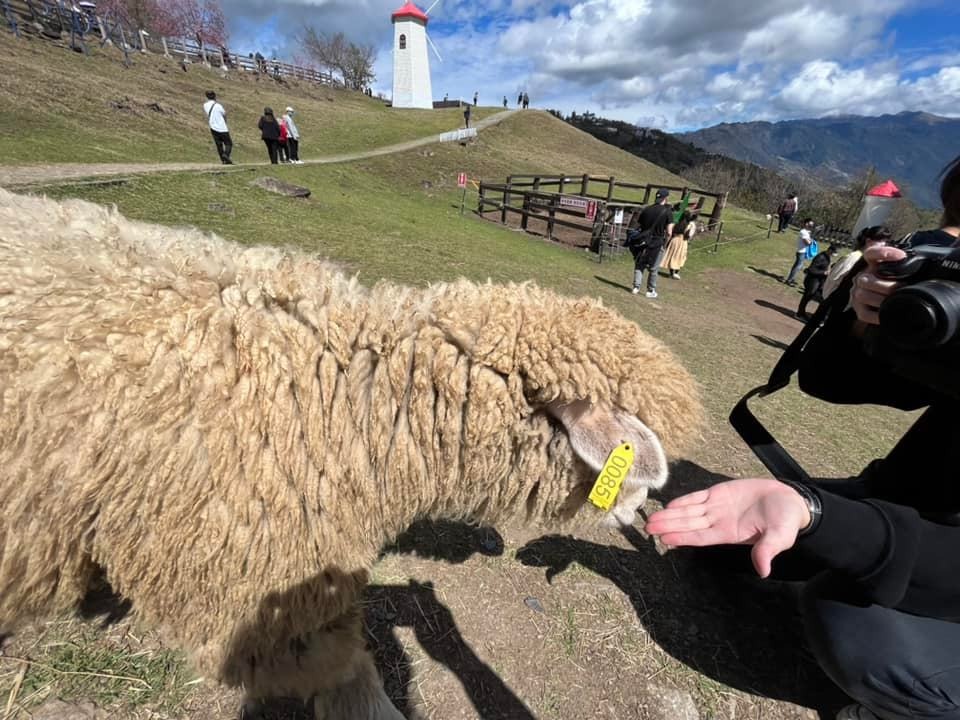 清境農場綿羊秀，青青草原開心的羊咩咩餵食互動， 還有可愛的羊咩咩脫光秀～ @捲捲頭 ♡ 品味生活