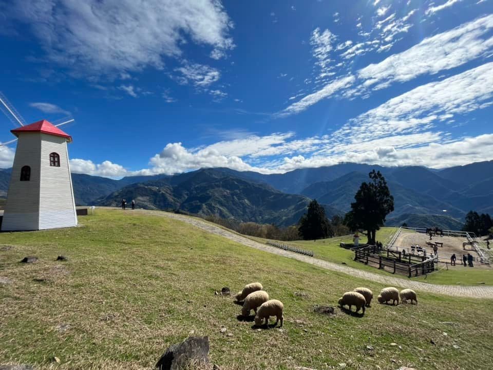 清境農場綿羊秀，青青草原開心的羊咩咩餵食互動， 還有可愛的羊咩咩脫光秀～ @捲捲頭 ♡ 品味生活