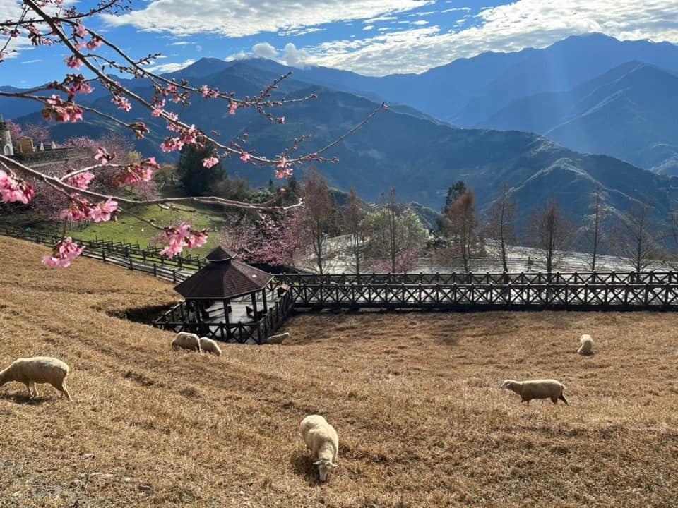 清境農場綿羊秀，青青草原開心的羊咩咩餵食互動， 還有可愛的羊咩咩脫光秀～ @捲捲頭 ♡ 品味生活