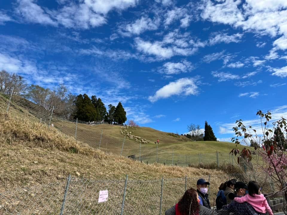 清境農場綿羊秀，青青草原開心的羊咩咩餵食互動， 還有可愛的羊咩咩脫光秀～ @捲捲頭 ♡ 品味生活