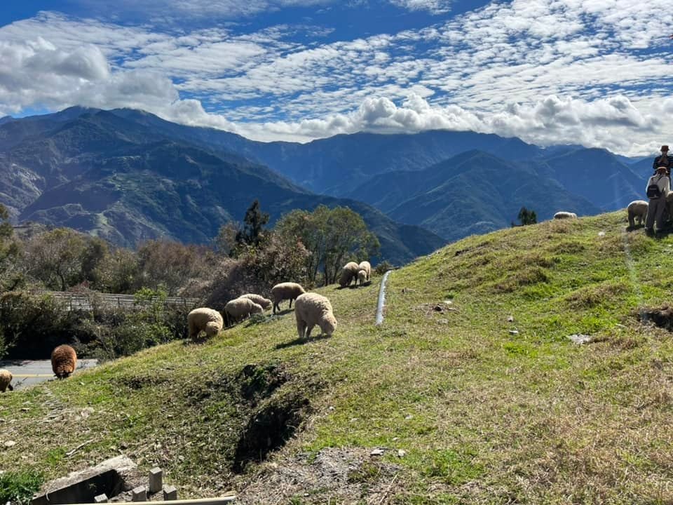 清境農場綿羊秀，青青草原開心的羊咩咩餵食互動， 還有可愛的羊咩咩脫光秀～ @捲捲頭 ♡ 品味生活