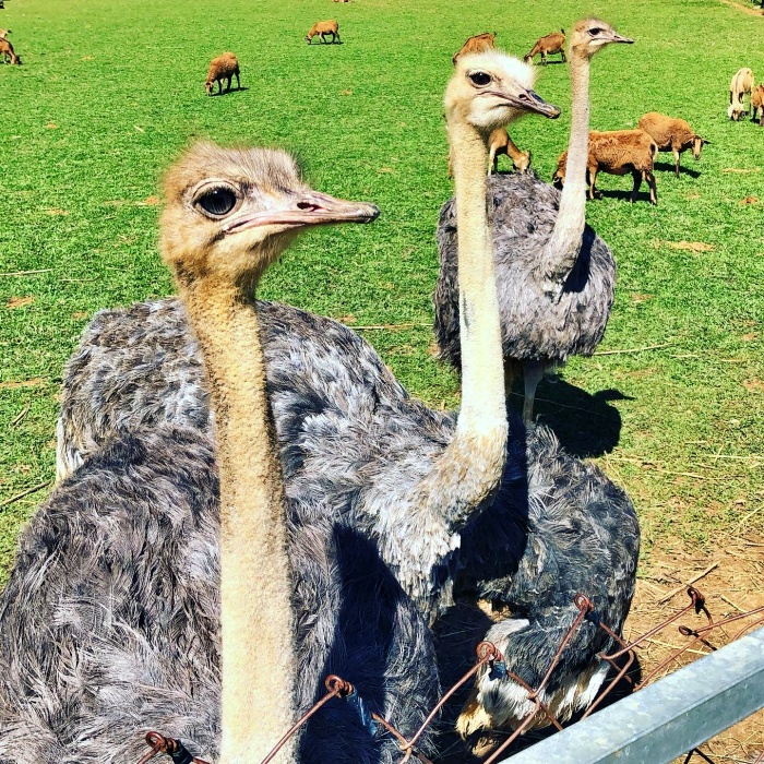 台東》原生應用植物園。超可愛動物朋友集合啦！駝鳥、羊咩咩陪你跑，還有百草菇菇鍋吃到飽！ @捲捲頭 ♡ 品味生活