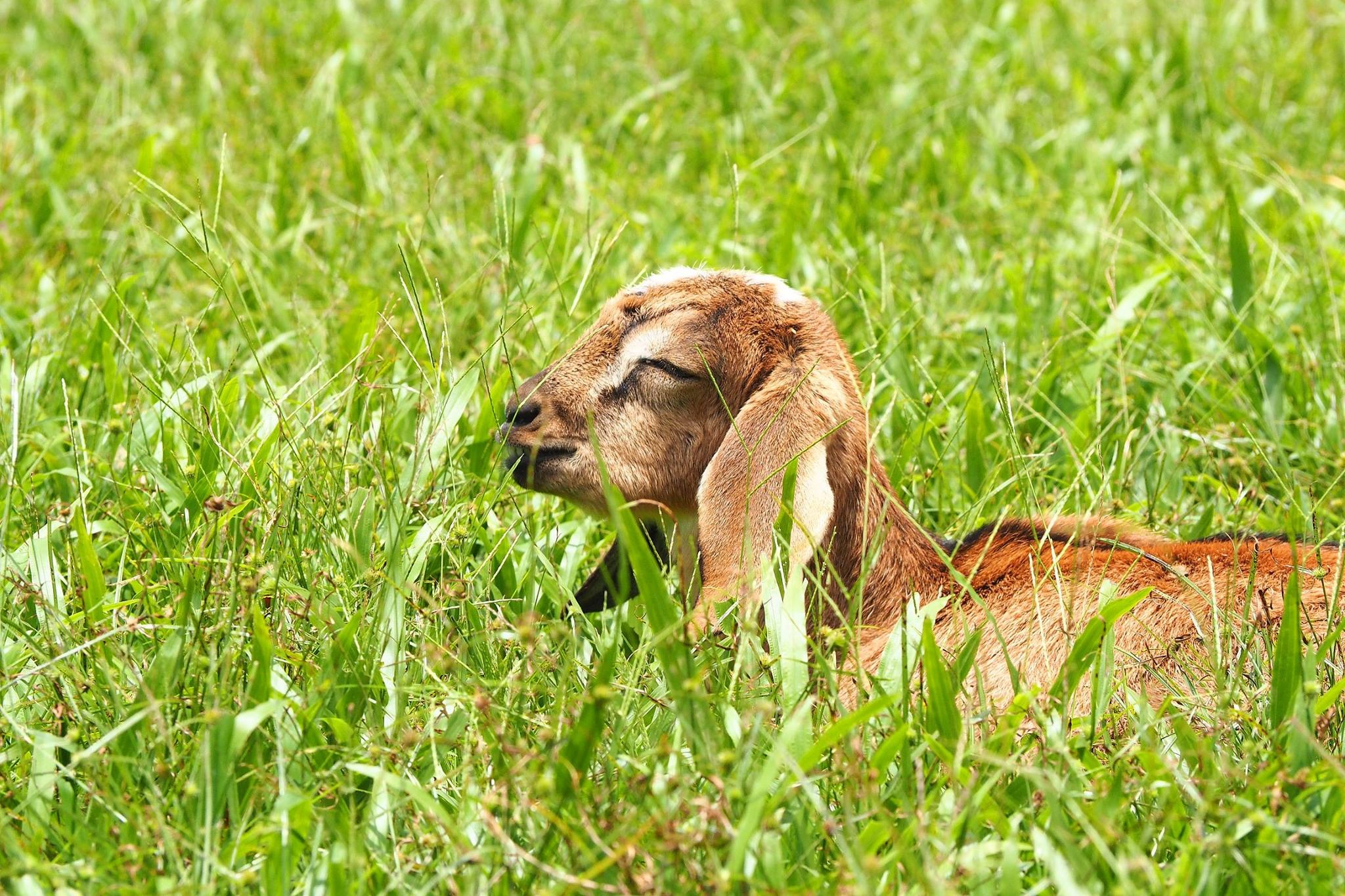 台東》原生應用植物園。超可愛動物朋友集合啦！駝鳥、羊咩咩陪你跑，還有百草菇菇鍋吃到飽！ @捲捲頭 ♡ 品味生活