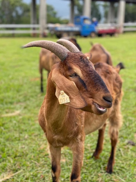 台東》原生應用植物園。超可愛動物朋友集合啦！駝鳥、羊咩咩陪你跑，還有百草菇菇鍋吃到飽！ @捲捲頭 ♡ 品味生活