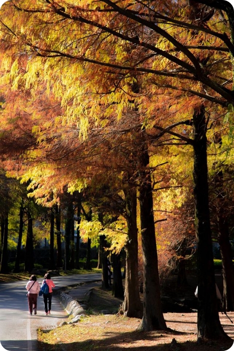 【宜蘭落羽松秘境】外掛台灣欒樹綠色夢幻隧道一次看，粉紅色小燈籠、夢幻金黃大道，週末浪漫拍照去！ @捲捲頭 ♡ 品味生活