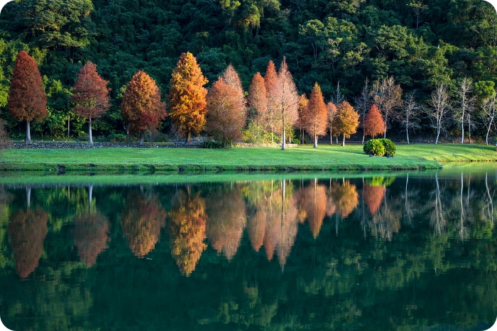 【宜蘭落羽松秘境】外掛台灣欒樹綠色夢幻隧道一次看，粉紅色小燈籠、夢幻金黃大道，週末浪漫拍照去！ @捲捲頭 ♡ 品味生活