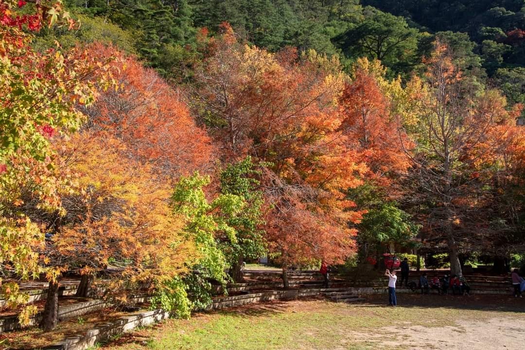 2023武陵農場楓葉季》交通方式.門票資訊，山林換上秋日新裝！楓葉、銀杏、落羽松及油菜花田，讓你一次拍夠夠！ @捲捲頭 ♡ 品味生活