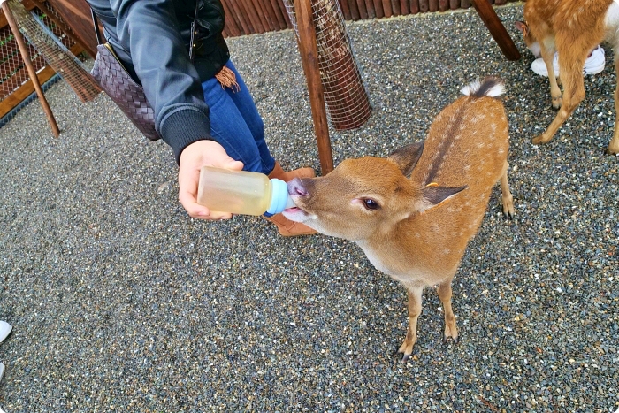 宜蘭景點  ▏新萌主報到！張美阿嬷農場，超人氣水豚君駕到！還能跟可愛梅花鹿互動拍照喔～ @捲捲頭 ♡ 品味生活