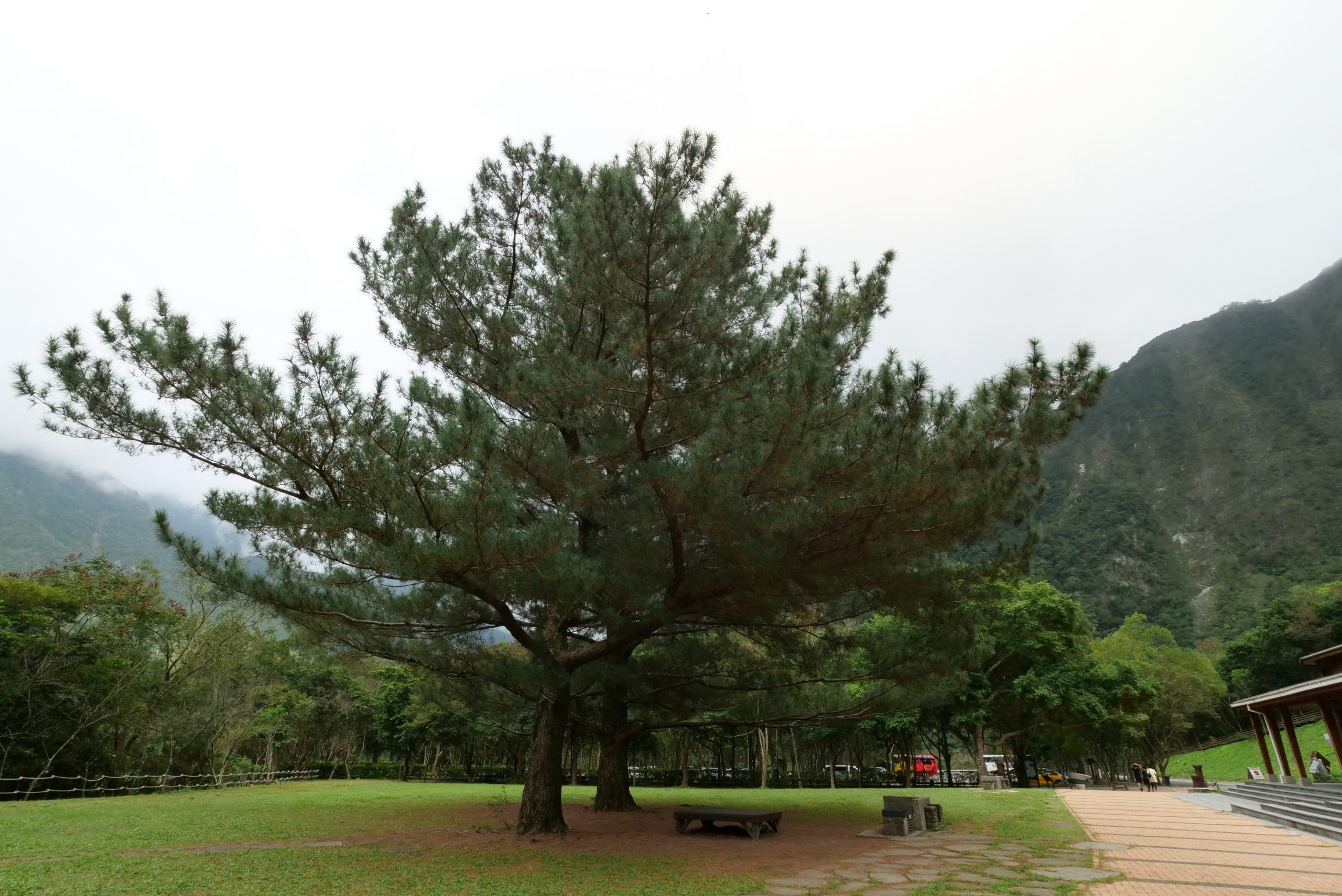 【花蓮】布洛灣山月吊橋，交通周邊景點推薦，藏身於絕美峽谷內的夢幻吊橋！ @捲捲頭 ♡ 品味生活