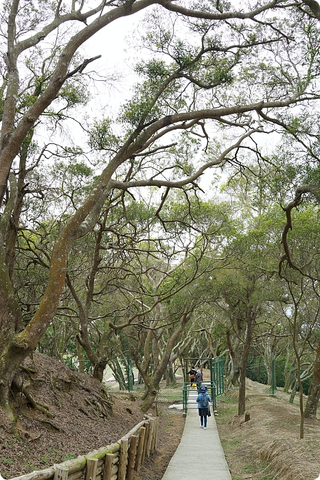 馬祖大坵島，跳島前進最Q萌的野生小鹿天堂X可愛龍貓隧道，交通方式、船班時間懶人包 @捲捲頭 ♡ 品味生活