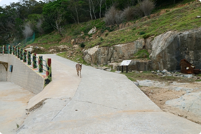 馬祖大坵島，跳島前進最Q萌的野生小鹿天堂X可愛龍貓隧道，交通方式、船班時間懶人包 @捲捲頭 ♡ 品味生活