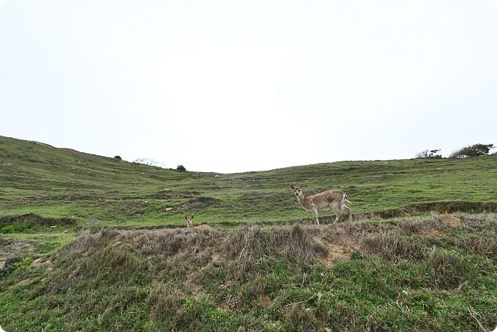 馬祖大坵島，跳島前進最Q萌的野生小鹿天堂X可愛龍貓隧道，交通方式、船班時間懶人包 @捲捲頭 ♡ 品味生活