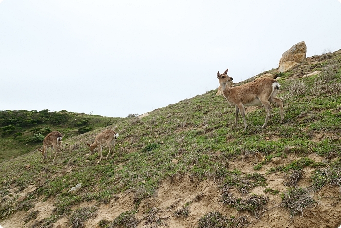 馬祖大坵島，跳島前進最Q萌的野生小鹿天堂X可愛龍貓隧道，交通方式、船班時間懶人包 @捲捲頭 ♡ 品味生活