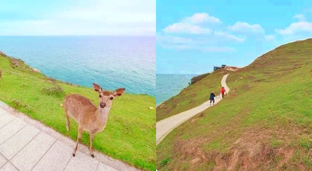 【大坵島】跳島前進最Q萌的野生小鹿天堂X可愛龍貓隧道，交通方式、船班時間懶人包 @捲捲頭 ♡ 品味生活