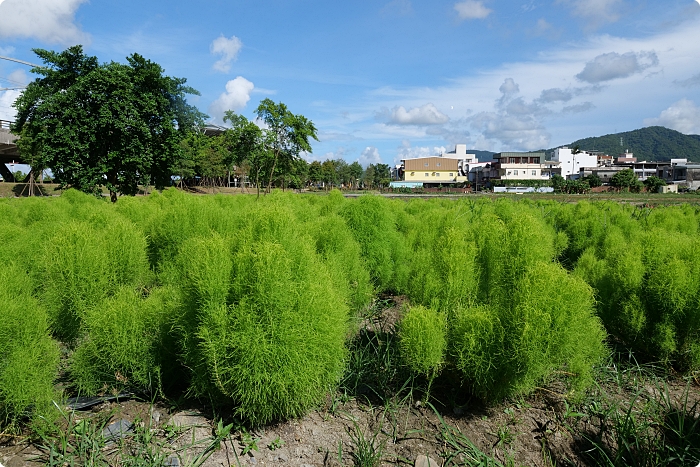 宜蘭》新秘境！圓圓波波草和台版羊角村這樣玩。夢幻彩虹屋、人氣溜滑梯、週邊美食一次ＧＥＴ！ @捲捲頭 ♡ 品味生活