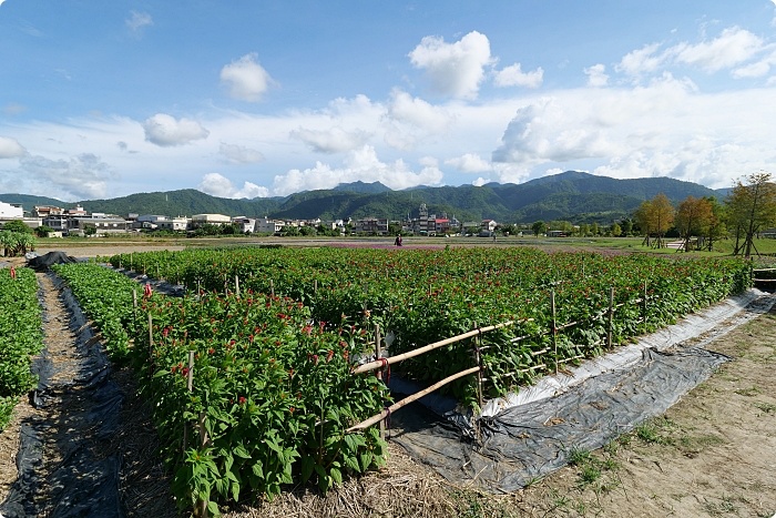 宜蘭》新秘境！圓圓波波草和台版羊角村這樣玩。夢幻彩虹屋、人氣溜滑梯、週邊美食一次ＧＥＴ！ @捲捲頭 ♡ 品味生活