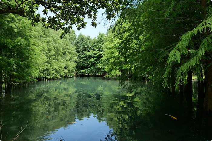 【花蓮】鈺展落羽松森林，仙境般的水上落羽松林，浪漫唯美環湖小秘境！ @捲捲頭 ♡ 品味生活