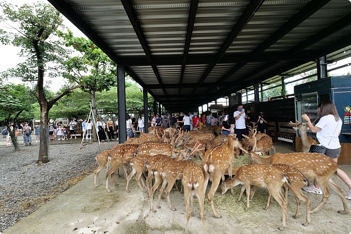 【鹿境梅花鹿生態園區】療癒系小鹿秘境推薦你，一起奔跑追鹿去吧！ @捲捲頭 ♡ 品味生活