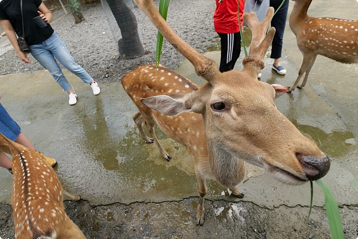 【鹿境梅花鹿生態園區】療癒系小鹿秘境推薦你，一起奔跑追鹿去吧！ @捲捲頭 ♡ 品味生活