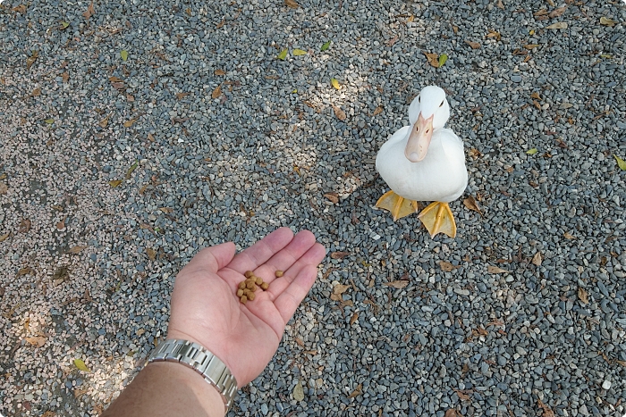 【宜蘭】鴨寮故事館，快來被百隻鴨子可愛圍攻，看嘟嘴黃色小鴨好療癒，還能弄髒小手做鹹蛋！ @捲捲頭 ♡ 品味生活