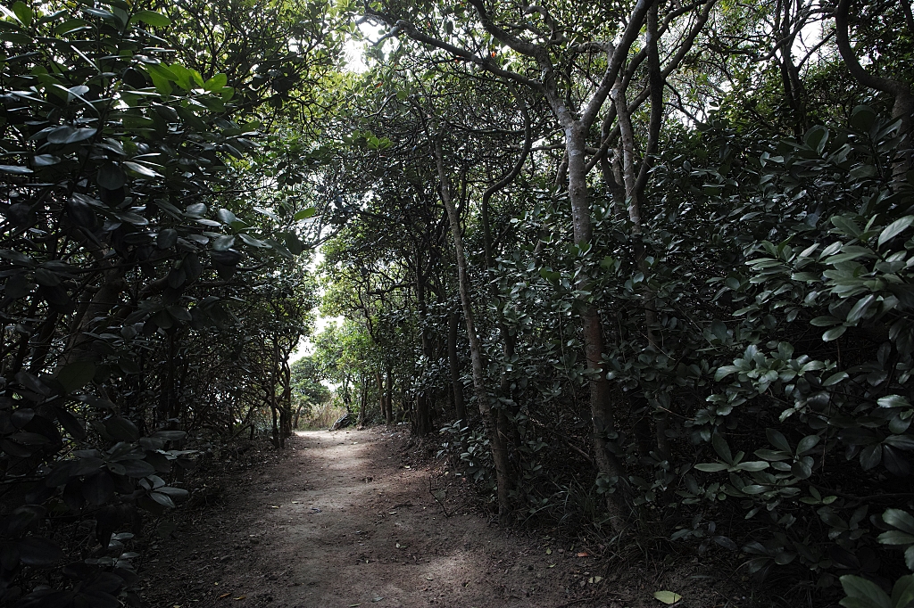 南竿龍貓隧道，新景點趕快筆記，奇幻的森林秘境、還能賞無敵海景、藍眼淚～ @捲捲頭 ♡ 品味生活