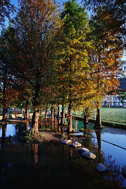 【台中】泰安落羽松秘境，季節限定，黃綠漸層落羽松美翻天，地點、交通、開放時間 @捲捲頭 ♡ 品味生活