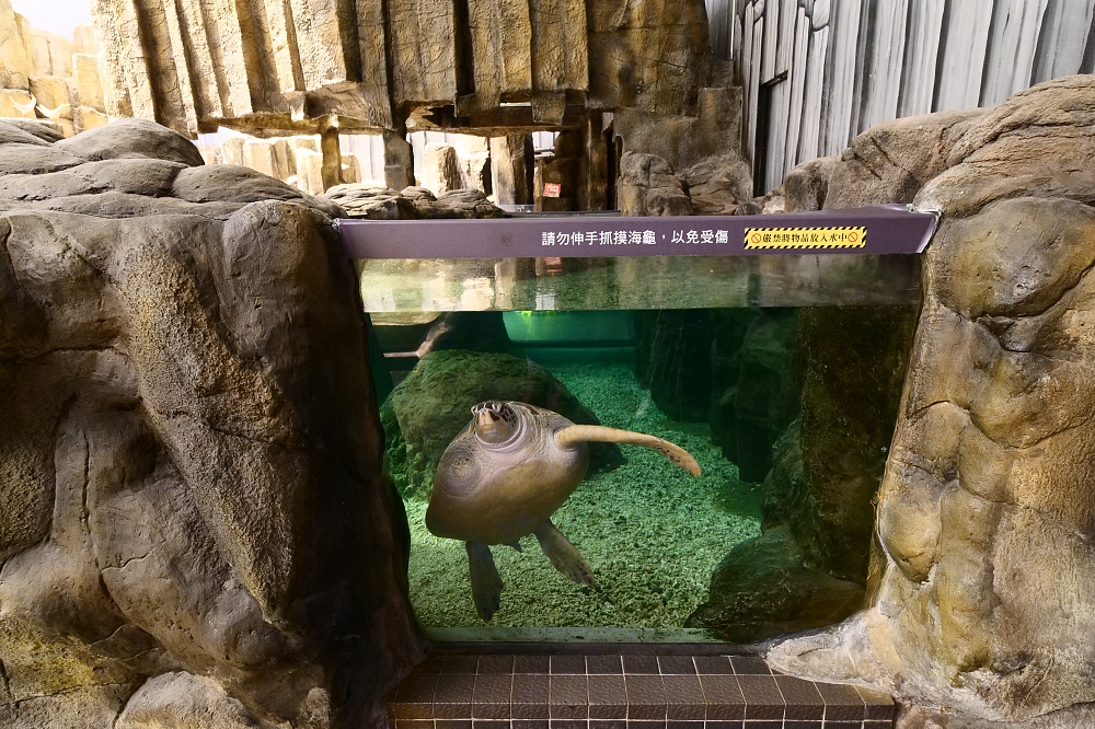 澎湖水族館》夢幻海底隧道，來看大魟魚從頭頂上游過去，還有精彩餵食秀、小朋友最愛的海星觸摸池！（附最新門票優惠資訊） @捲捲頭 ♡ 品味生活