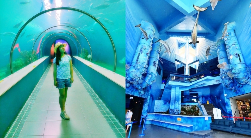 澎湖水族館》夢幻海底隧道，來看大魟魚從頭頂上游過去，還有精彩餵食秀、小朋友最愛的海星觸摸池！（附最新門票優惠資訊） @捲捲頭 ♡ 品味生活