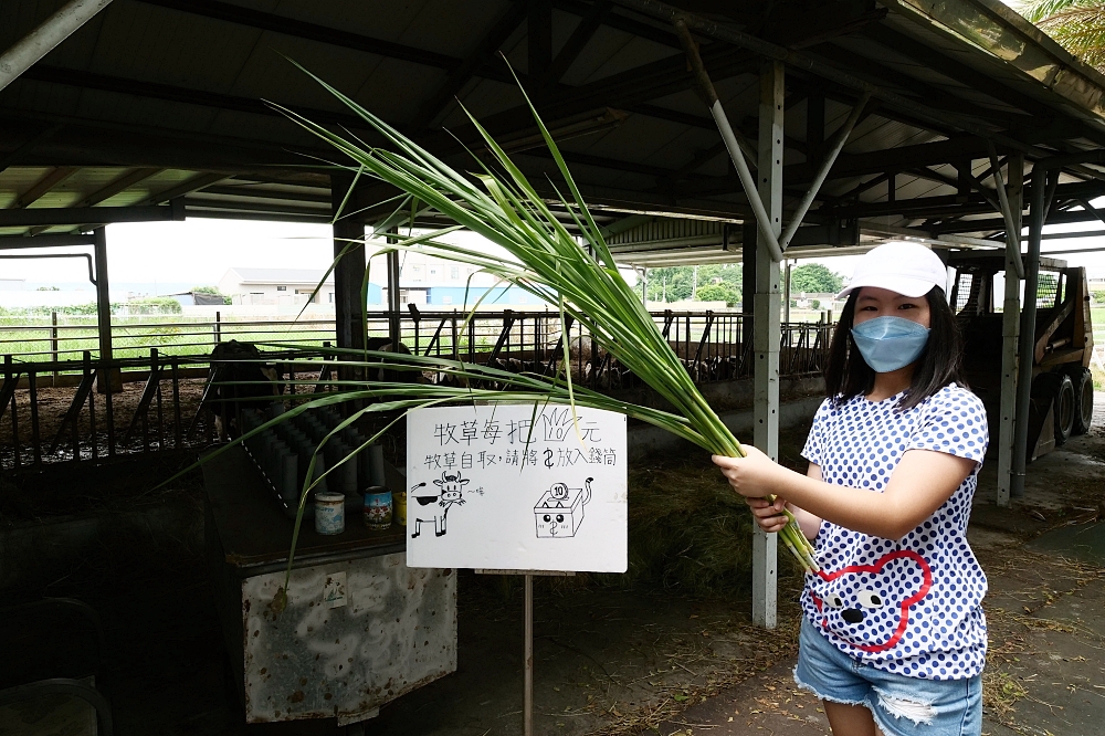 彰化泳霖牧場，親子互動的小牧場，冰棒便宜又好吃，免門票景點 @捲捲頭 ♡ 品味生活