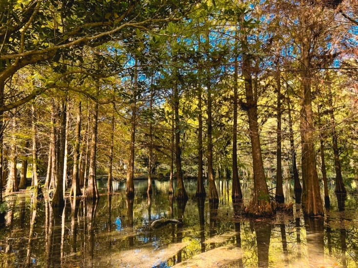 【花蓮】鈺展落羽松森林，仙境般的水上落羽松林，浪漫唯美環湖小秘境！ @捲捲頭 ♡ 品味生活