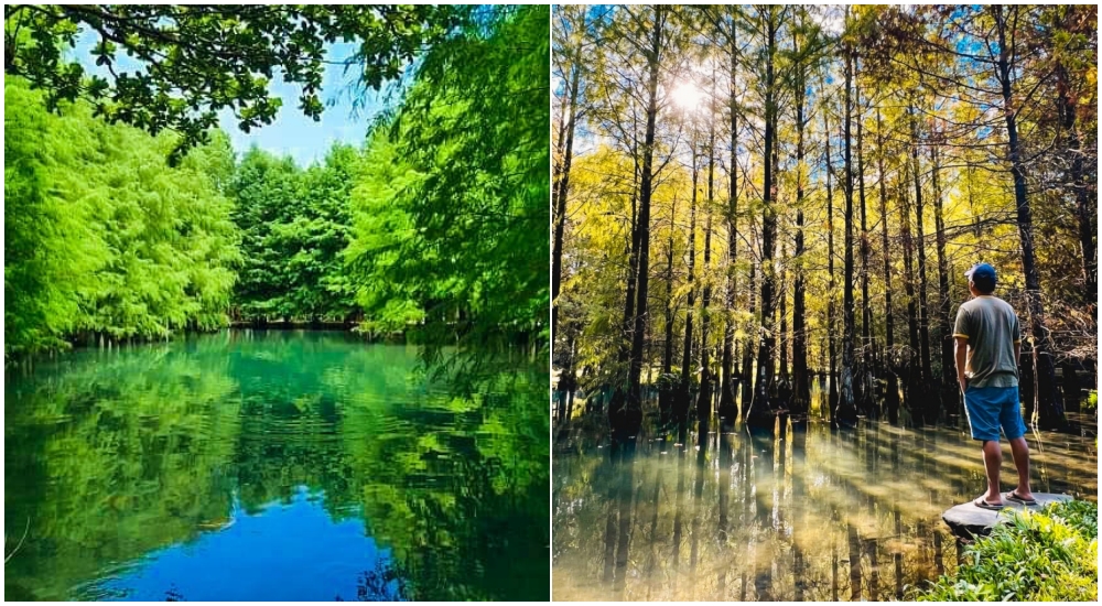 【花蓮】鈺展落羽松森林，仙境般的水上落羽松林，浪漫唯美環湖小秘境！ @捲捲頭 ♡ 品味生活