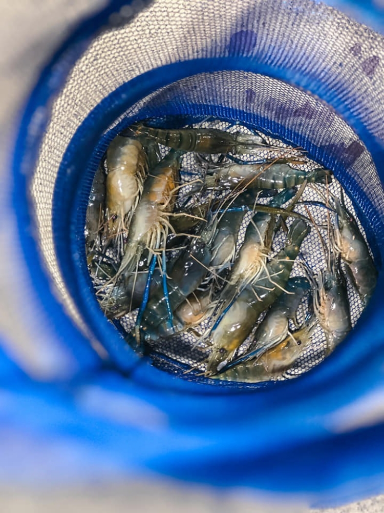 宜蘭大眾親子釣蝦場》新手池能看見蝦在吃餌，釣到螃蟹不加價！ @捲捲頭 ♡ 品味生活