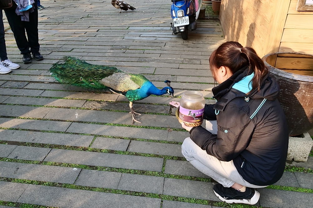 苗栗【日新島】明德水庫上的漂浮小島，被孔雀跟咕咕雞包圍，還能景觀步道賞美景～ @捲捲頭 ♡ 品味生活