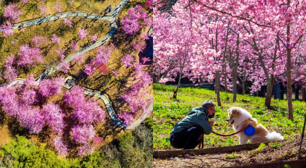 2024【福壽山千櫻園】交通方式.門票資訊，粉紅櫻花森林最新花況！熱門賞櫻點完整介紹 @捲捲頭 ♡ 品味生活