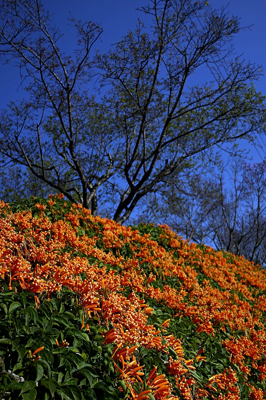 苗栗【銅鑼炮仗花海公園】黃澄澄的花海現在來拍最美，數百公尺超美橘黃花瀑布 @捲捲頭 ♡ 品味生活