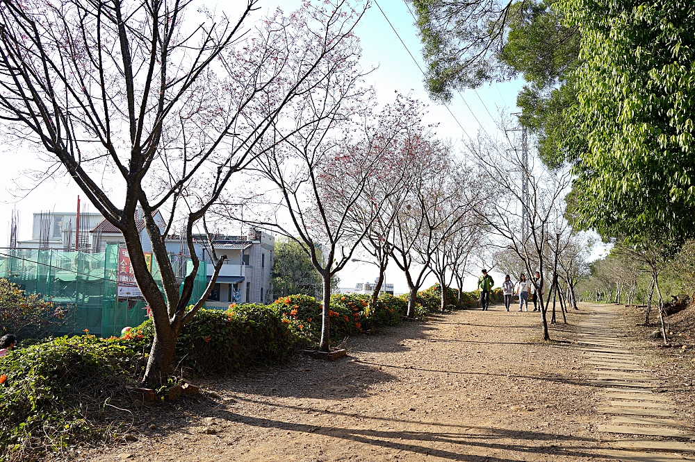 苗栗【銅鑼炮仗花海公園】黃澄澄的花海現在來拍最美，數百公尺超美橘黃花瀑布 @捲捲頭 ♡ 品味生活