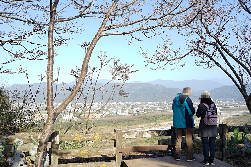 苗栗【銅鑼炮仗花海公園】黃澄澄的花海現在來拍最美，數百公尺超美橘黃花瀑布 @捲捲頭 ♡ 品味生活