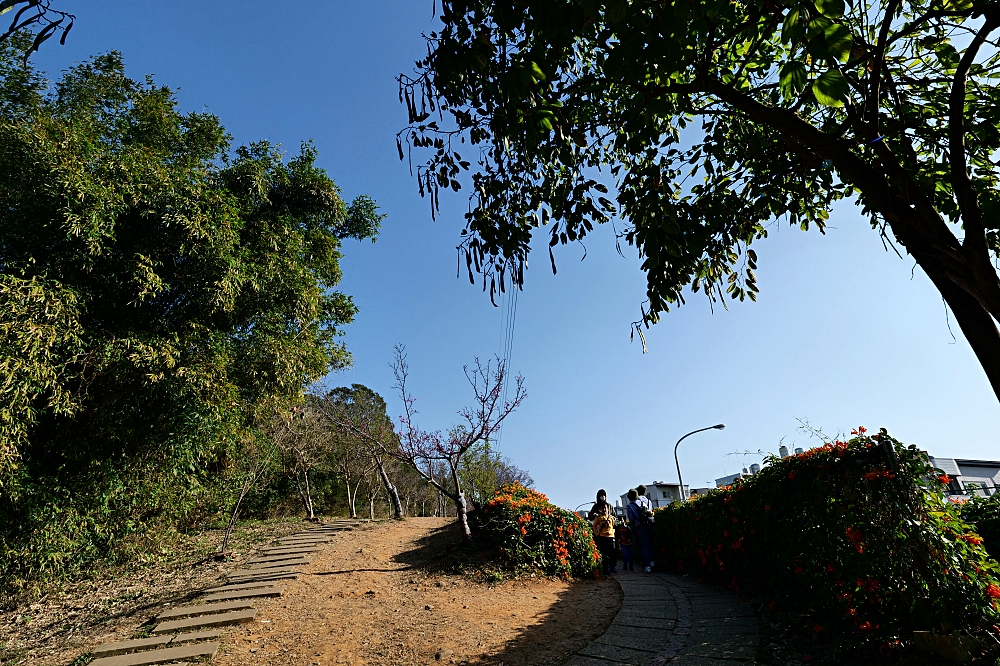 苗栗【銅鑼炮仗花海公園】黃澄澄的花海現在來拍最美，數百公尺超美橘黃花瀑布 @捲捲頭 ♡ 品味生活