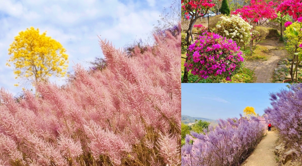 瑰蜜甜心玫瑰園，毛茸茸粉紫花海環繞山谷，新秘境麝香木滿炸IG打卡追起來 @捲捲頭 ♡ 品味生活