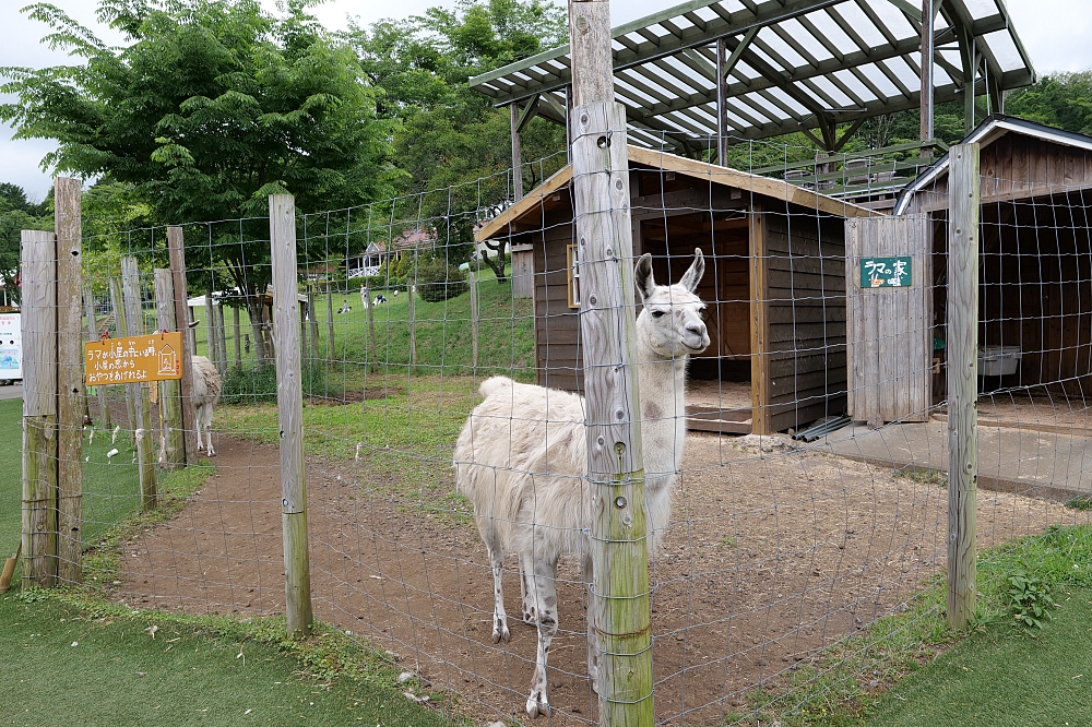 靜岡【馬飼野牧場】必拍富士山盪鞦韆，還有餵羊咩咩吃飼料，好吃鮮奶霜淇淋可麗餅來一組!!(門票資訊) @捲捲頭 ♡ 品味生活