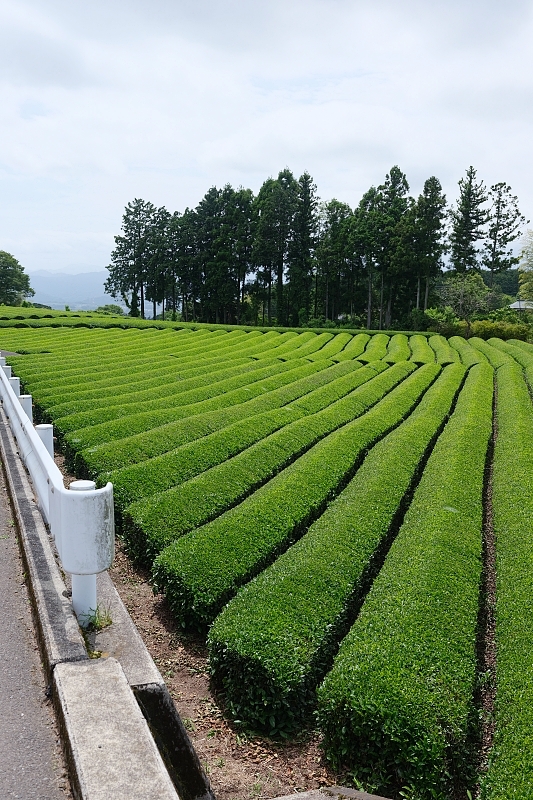 靜岡【大淵笹場】和富士山同框的茶園，翠綠大茶園超療癒～ @捲捲頭 ♡ 品味生活