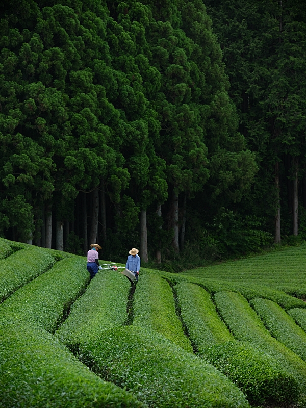 靜岡【大淵笹場】和富士山同框的茶園，翠綠大茶園超療癒～ @捲捲頭 ♡ 品味生活