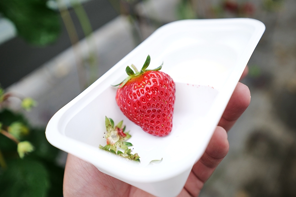 靜岡【久保田草莓園】田中央農園採大顆草莓，限時30分吃到飽～ @捲捲頭 ♡ 品味生活