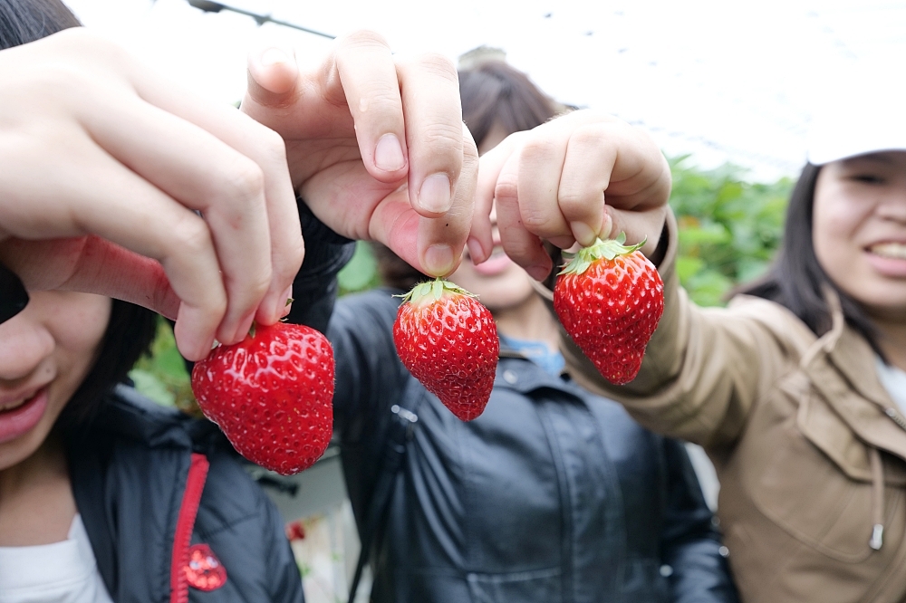靜岡【久保田草莓園】田中央農園採大顆草莓，限時30分吃到飽～ @捲捲頭 ♡ 品味生活