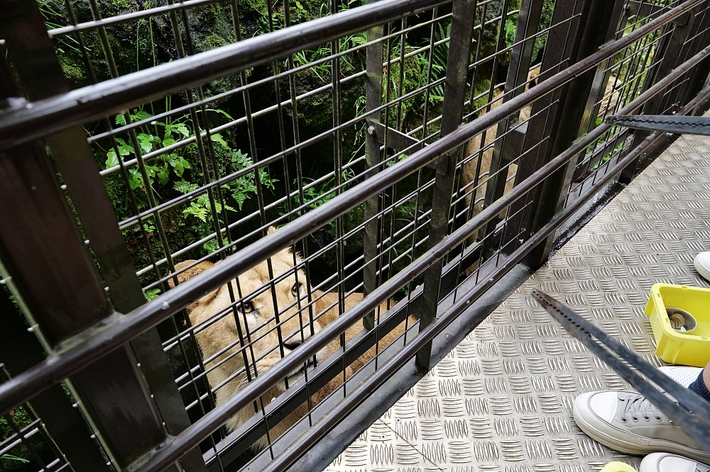 靜岡【富士野生動物園】搭叢林巴士，親手餵食獅子長頸鹿～ @捲捲頭 ♡ 品味生活