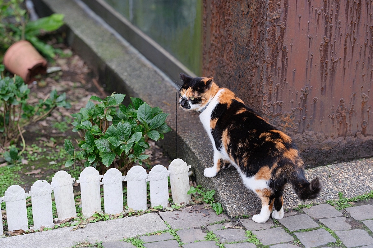 猴硐貓村| 貓奴必到，世界六大貓咪天堂樂園，順遊山城小鎮散步喝咖啡～ @捲捲頭 ♡ 品味生活