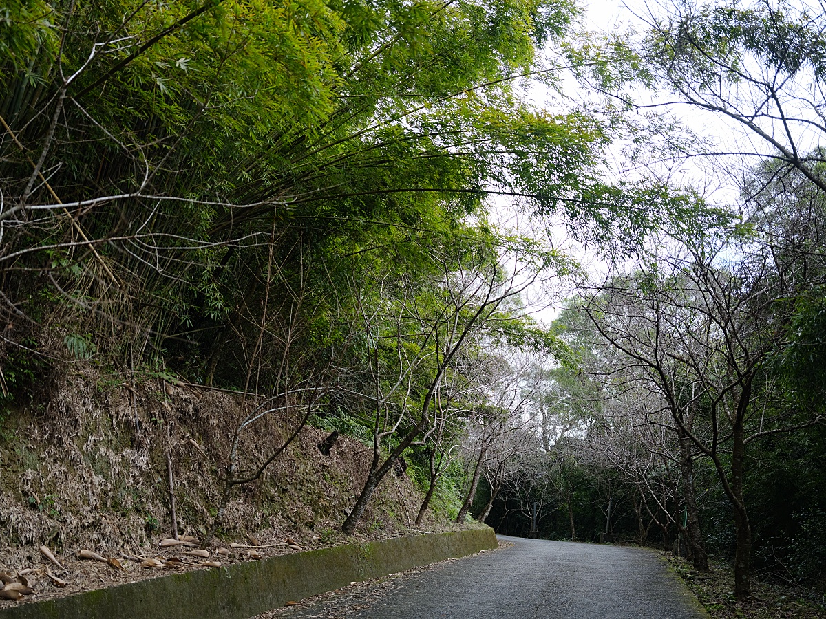 燈嵩林道|五星級健行步道，林蔭環繞生態豐富，還有乾淨洗手間 @捲捲頭 ♡ 品味生活