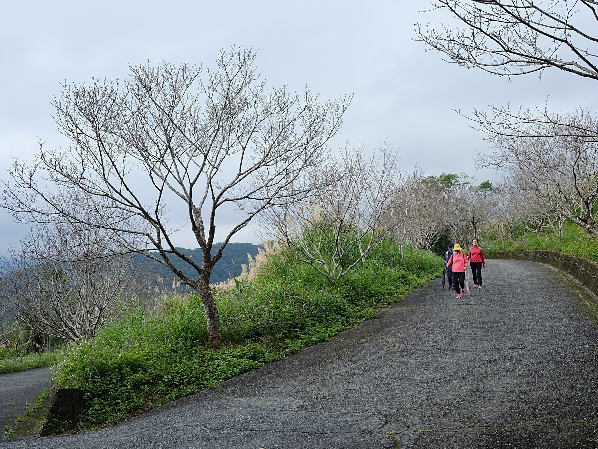 燈嵩林道|五星級健行步道，林蔭環繞生態豐富，還有乾淨洗手間 @捲捲頭 ♡ 品味生活